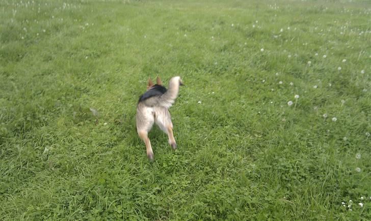 Blanding af racer Laika billede 7