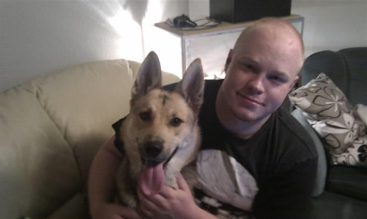 Blanding af racer Laika billede 8