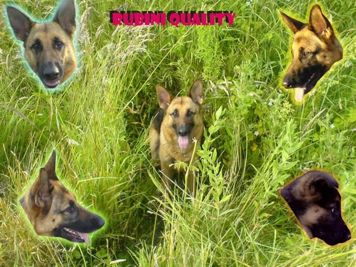 Schæferhund Quality - En lille collage billede 15