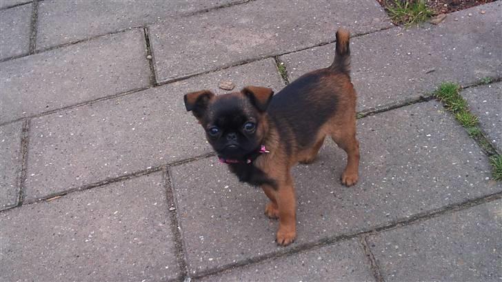 Griffon petit brabancon Mille billede 1