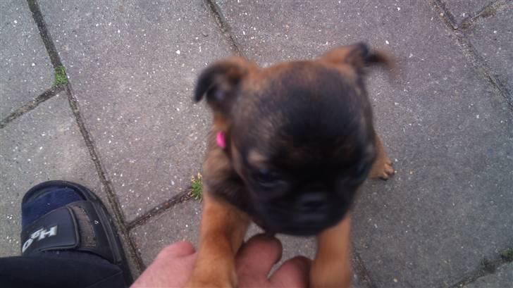 Griffon petit brabancon Mille billede 2