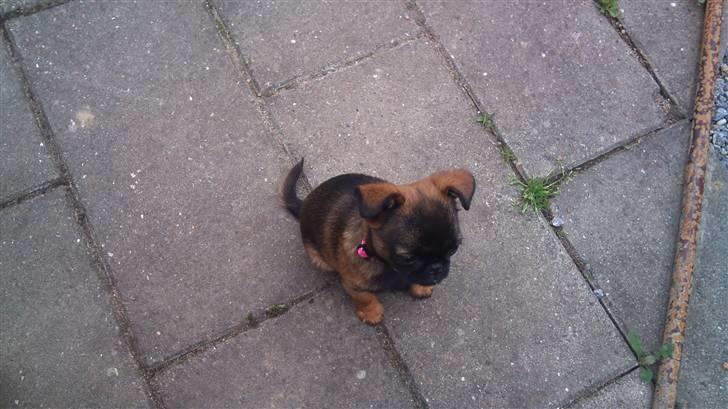 Griffon petit brabancon Mille billede 3