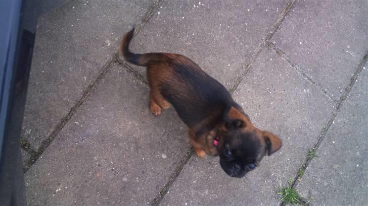 Griffon petit brabancon Mille billede 4