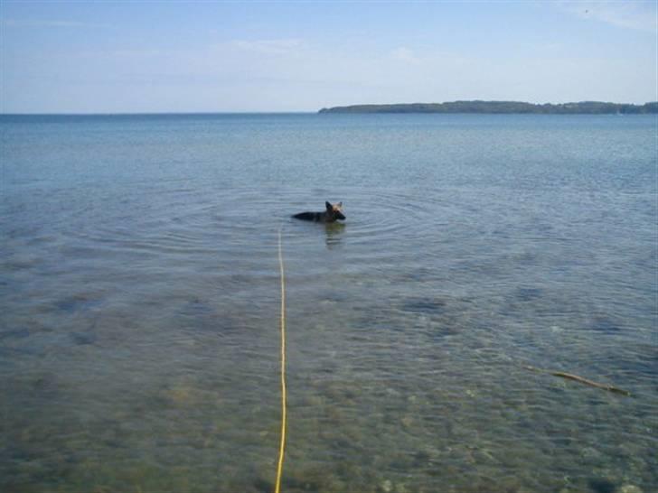 Schæferhund Quality - Der var engang, hvor hun var bange for vand... *NYT* 20/5 2010 billede 16