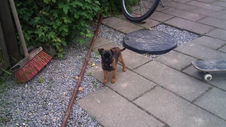 Griffon petit brabancon Mille billede 5