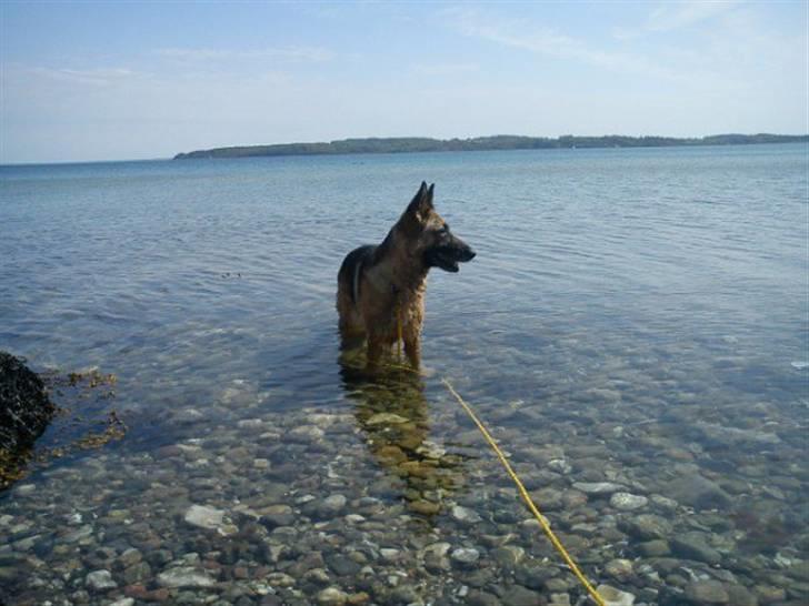 Schæferhund Quality - Så dejligt at være ude at bade, når det er så varmt *NYT* 20/5 2010 billede 17