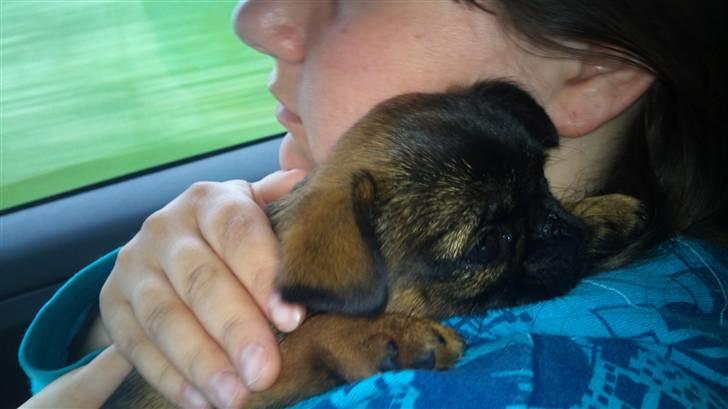 Griffon petit brabancon Mille - Lige hentet hende, og på vej hjem billede 6