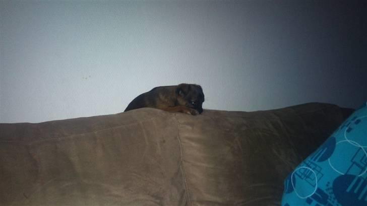 Griffon petit brabancon Mille - Jeg er bare træt billede 7