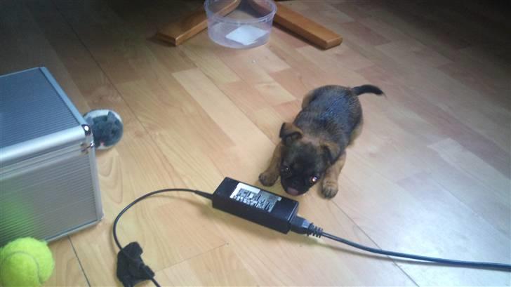 Griffon petit brabancon Mille - Den er farlig, den strømforsygning billede 8