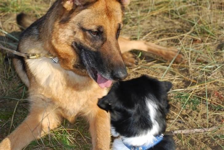 Schæferhund Quality - Mig og min gode ven Futte 30/10 09 billede 18