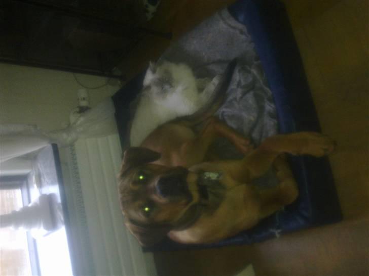 Blanding af racer Aslan billede 11