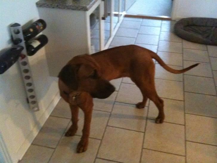 Rhodesian ridgeback Qato - Qato dasker rundt i køkkenet, det regner jo så ud...NEj føj billede 12