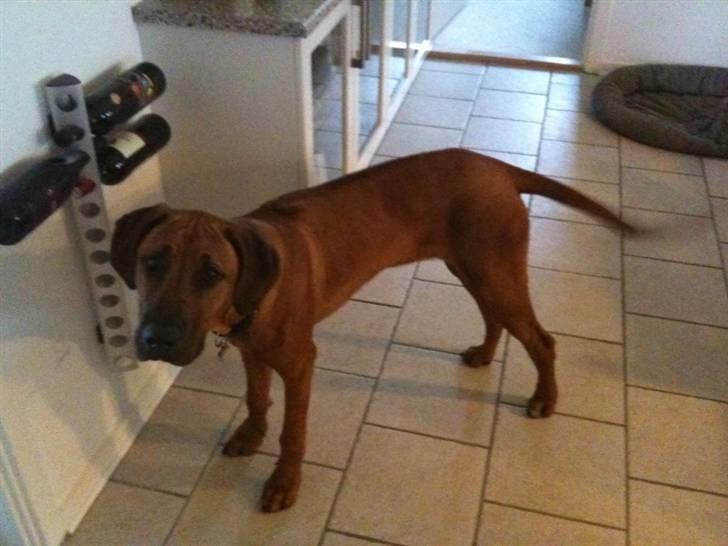 Rhodesian ridgeback Qato - Hvad laver du mor.... billede 13