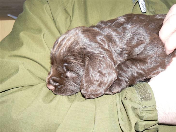 Field Trial Cockerspaniel Maggie - Maggie fem uger gammel. billede 1
