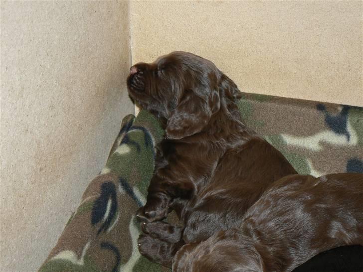 Field Trial Cockerspaniel Maggie billede 2