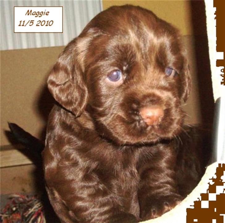 Field Trial Cockerspaniel Maggie billede 3