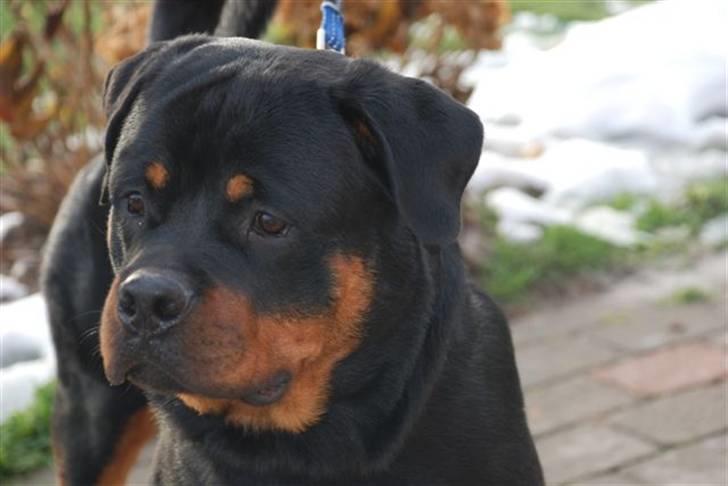Rottweiler Arzadon Racos - Racos nede og besøge Arzadon familien ;).. her er han 10 måneder :) billede 1
