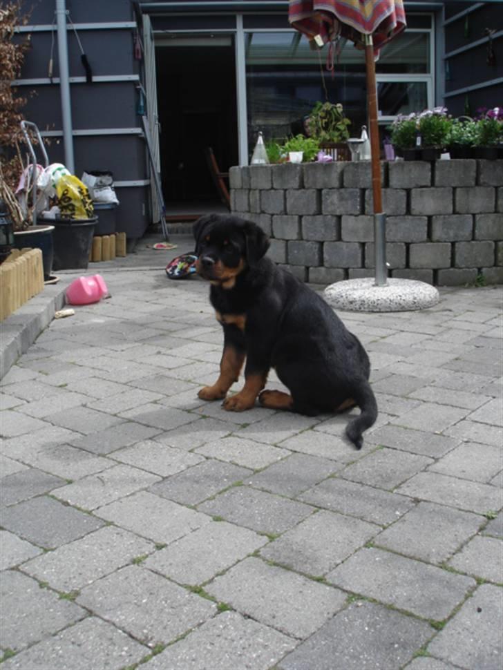 Rottweiler Arzadon Racos billede 2