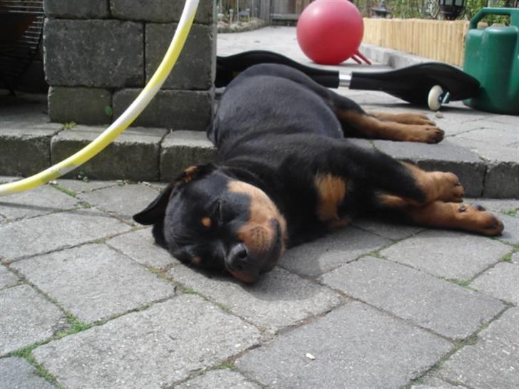 Rottweiler Arzadon Racos billede 3