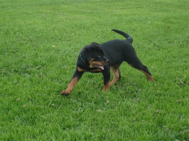 Rottweiler Arzadon Racos billede 4