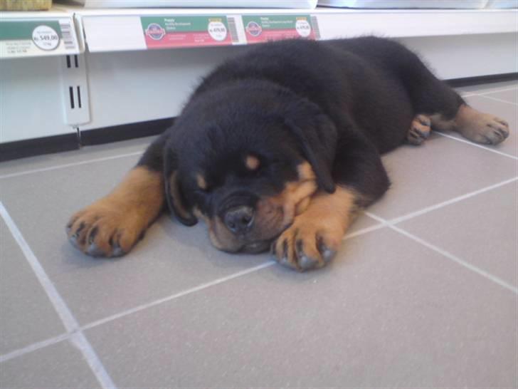 Rottweiler Arzadon Racos - lille baby lige da vi havde købt ham :) billede 5