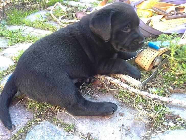 Labrador retriever Charlie - En rigtig charmetrold :) billede 1