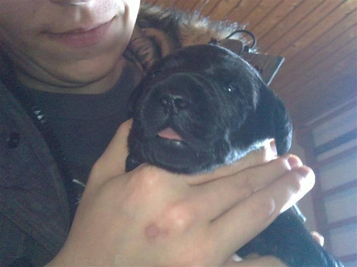 Labrador retriever Charlie - Charlie 2 uger gammel billede 2