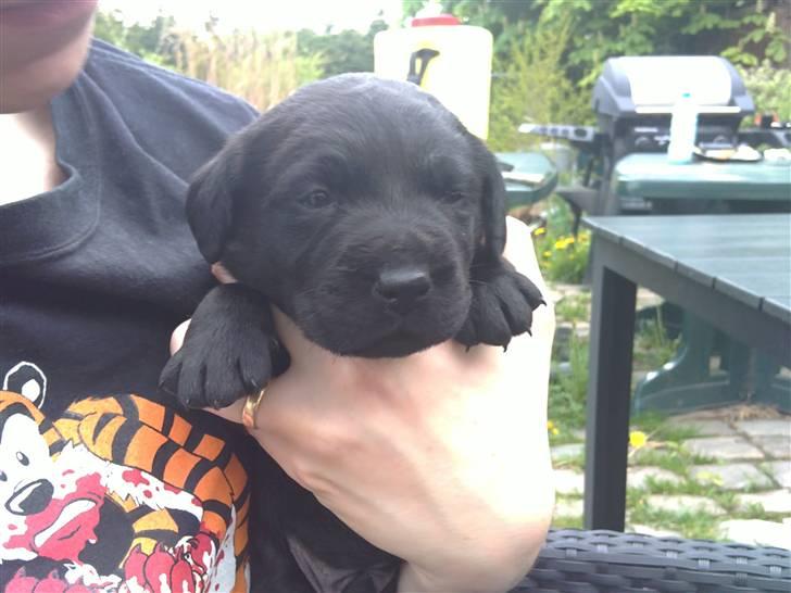 Labrador retriever Charlie - Charlie 3 uger gammel billede 3