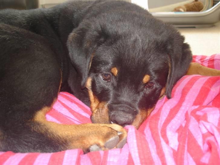 Rottweiler Arzadon Racos billede 6