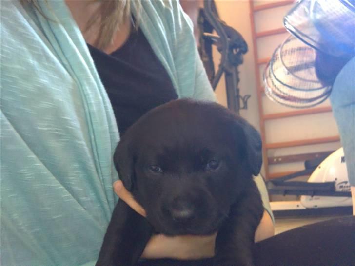 Labrador retriever Charlie - Charlie 4 uger gammel billede 4