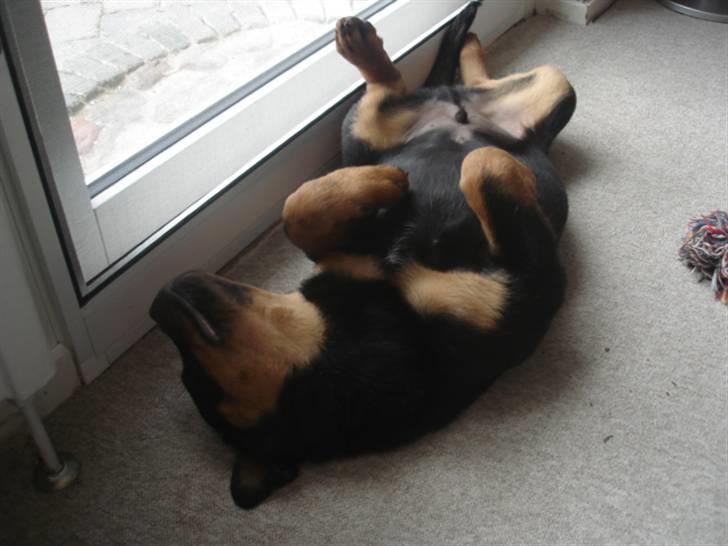 Rottweiler Arzadon Racos billede 7