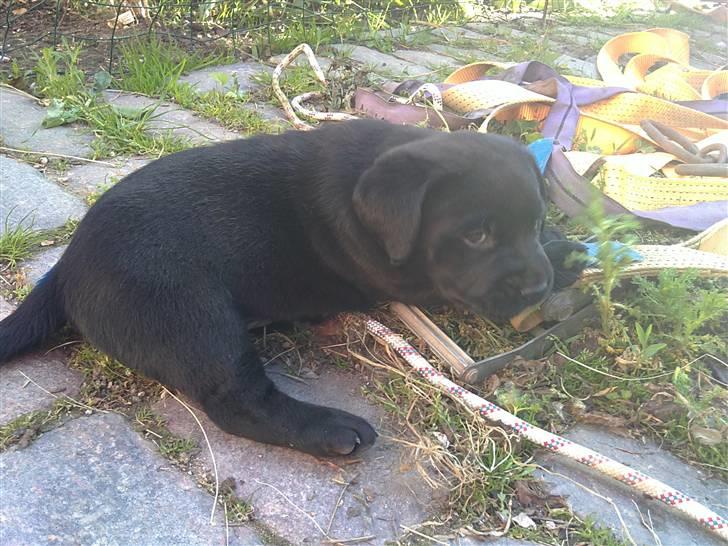 Labrador retriever Charlie - Charlie 5 uger gammel billede 5
