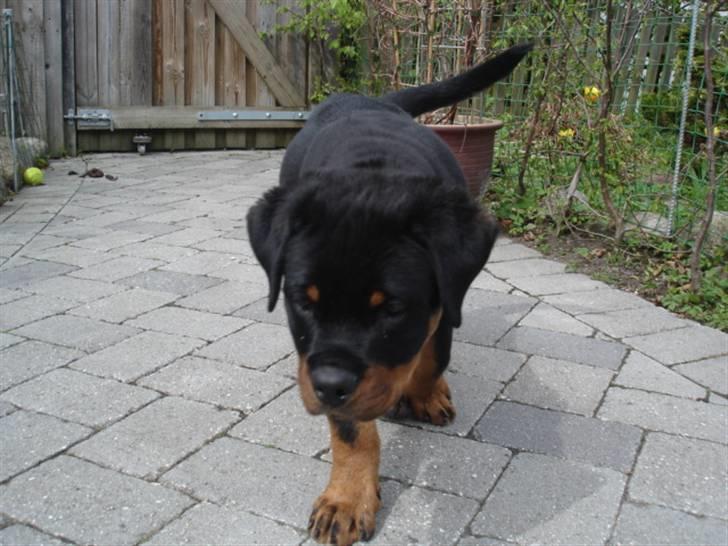 Rottweiler Arzadon Racos billede 8