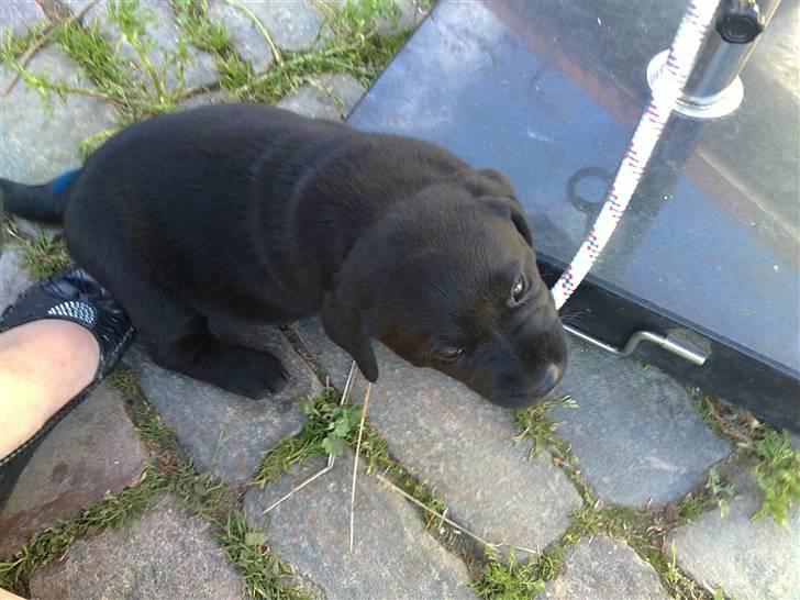 Labrador retriever Charlie - Charlie forklædt som en bølle ;-) billede 6