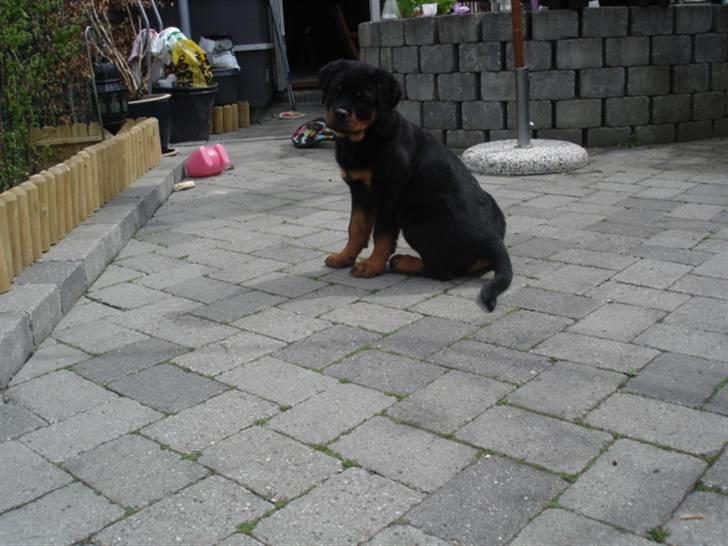 Rottweiler Arzadon Racos billede 9