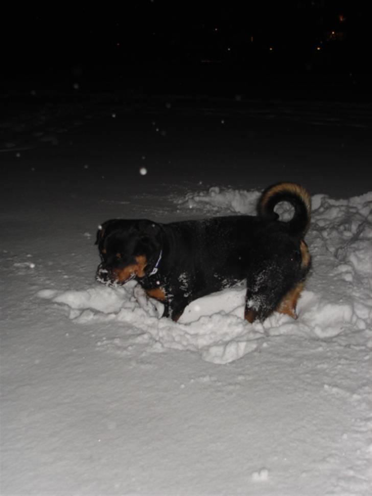 Rottweiler Arzadon Racos billede 10