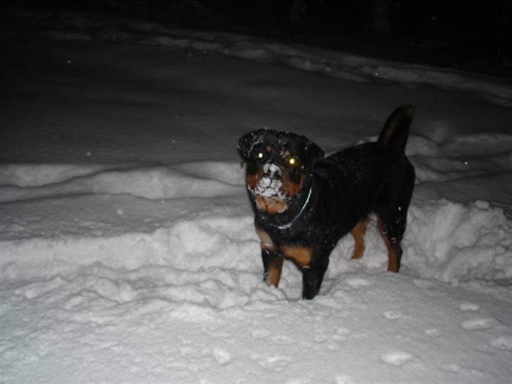 Rottweiler Arzadon Racos - den sne glade baby :D.  billede 11