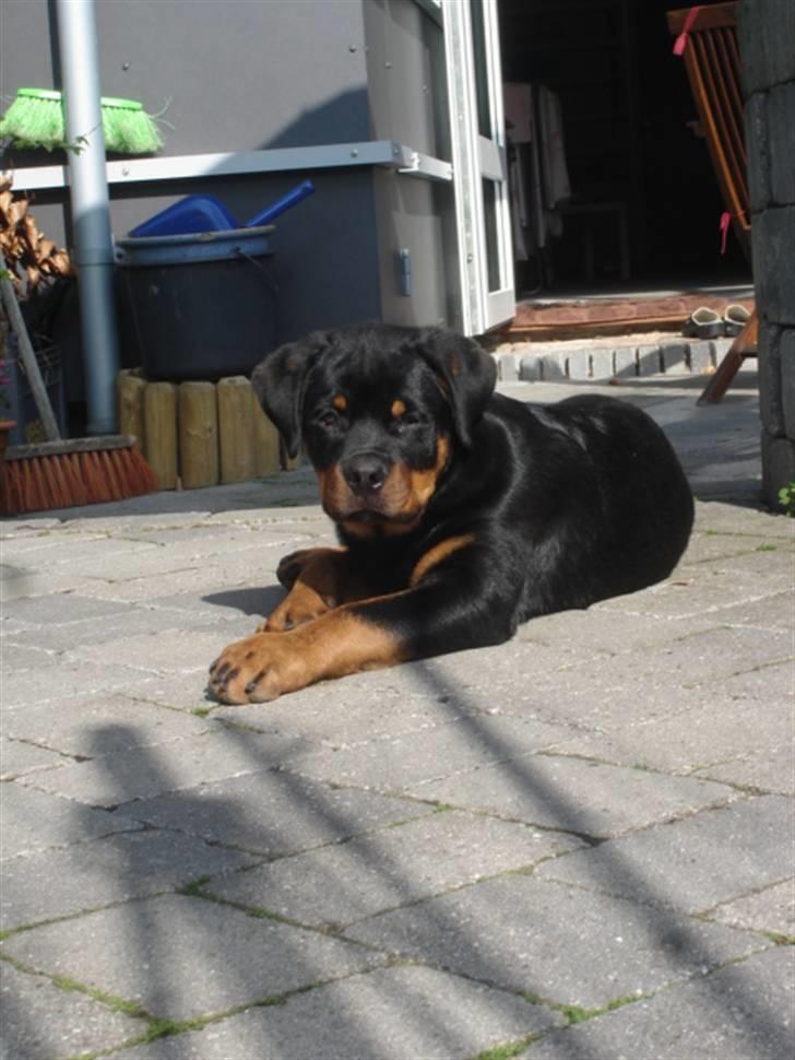 Rottweiler Arzadon Racos billede 12