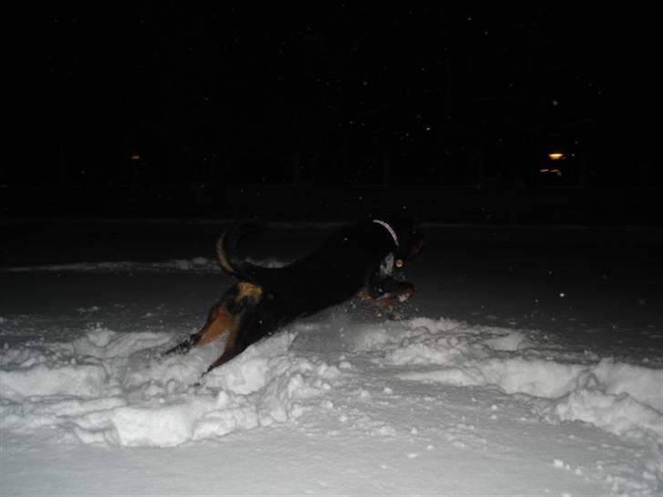 Rottweiler Arzadon Racos billede 13