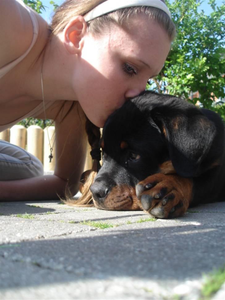 Rottweiler Arzadon Racos - Camilla og Racos <3 billede 14