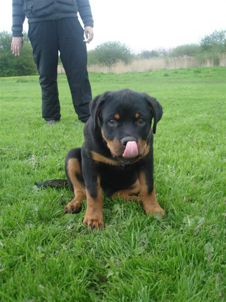 Rottweiler Arzadon Racos billede 15