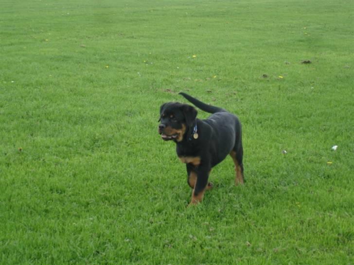 Rottweiler Arzadon Racos billede 16