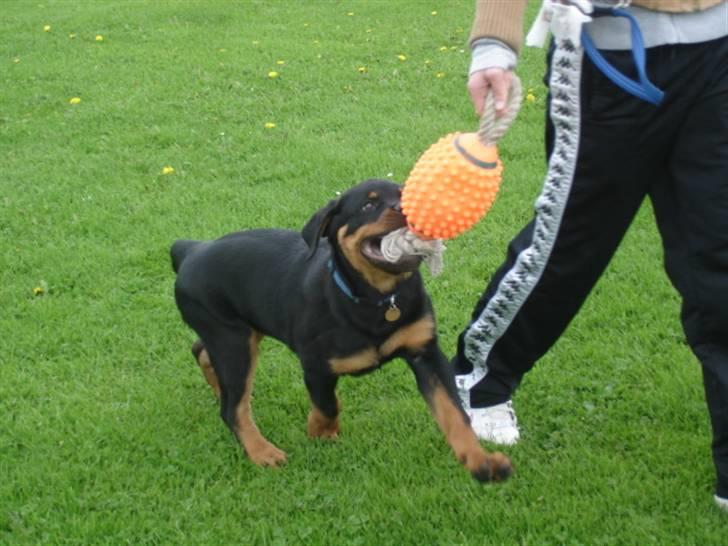 Rottweiler Arzadon Racos billede 17