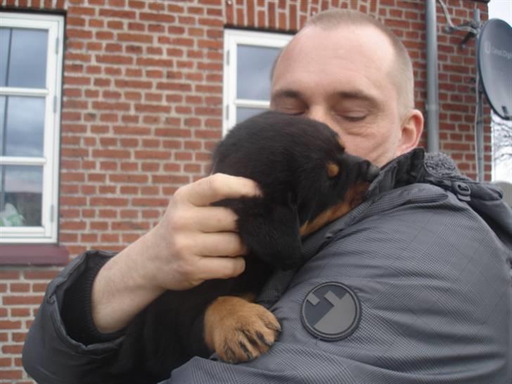 Rottweiler Arzadon Racos - Far og Racos <3 2 gang vi var nede og se Racos :)  billede 18