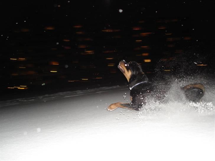 Rottweiler Arzadon Racos - ude og lege med snebolde med far og camilla :) skøre dreng ;) billede 19