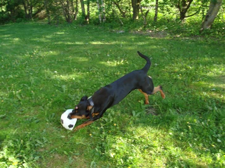 Rottweiler Tyson billede 17