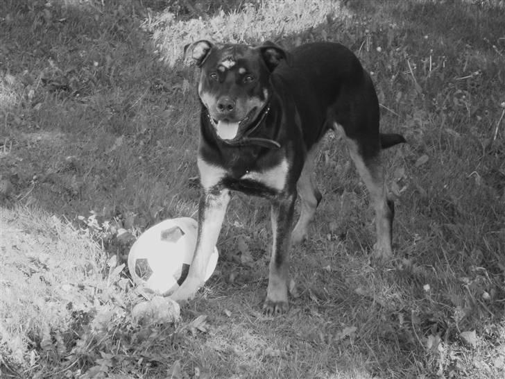 Rottweiler Tyson billede 18