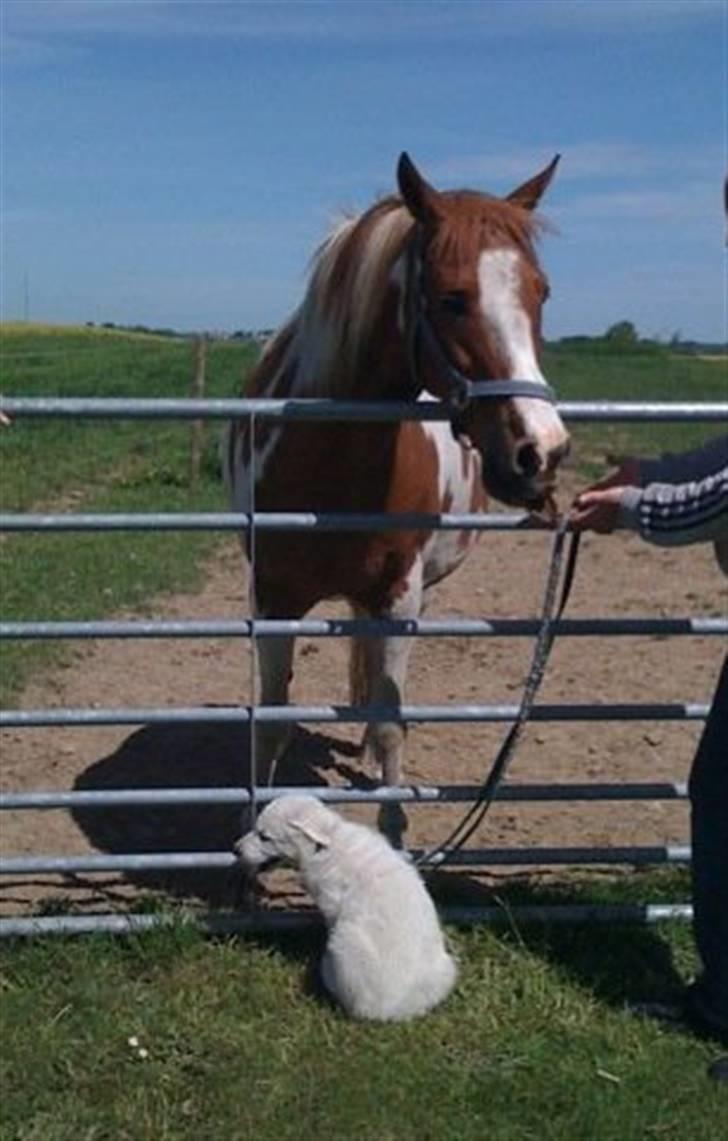 Hvid schæfer Egeborgs White Enzo - Enzo møder Mikon billede 9
