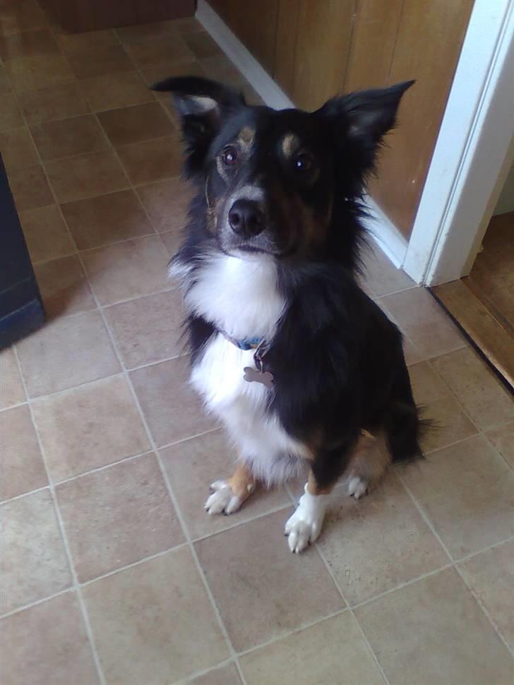 Border collie Rex - Rex - Smukke border collie ;) billede 1