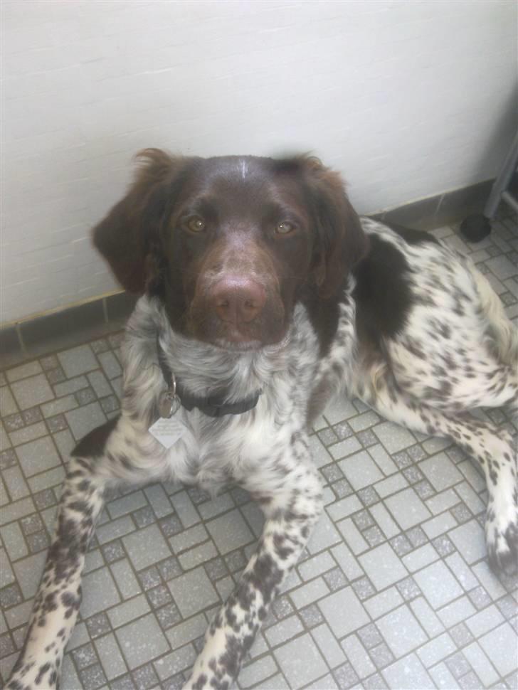 Kleiner münsterländer Sanji - her ligger han så på badeværelset... det gør han MEGET! :) billede 4